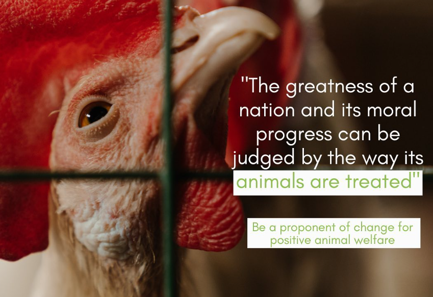 Transforming Animal Product Production: Empowering Producers for Ethical Practices
